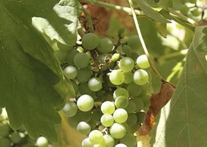 Escuela Infantil Laly uvas